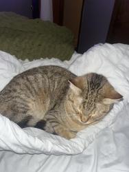 Lost Male Cat last seen 12th Ave and Blairsferry by chic fil a, Hiawatha, IA 52233