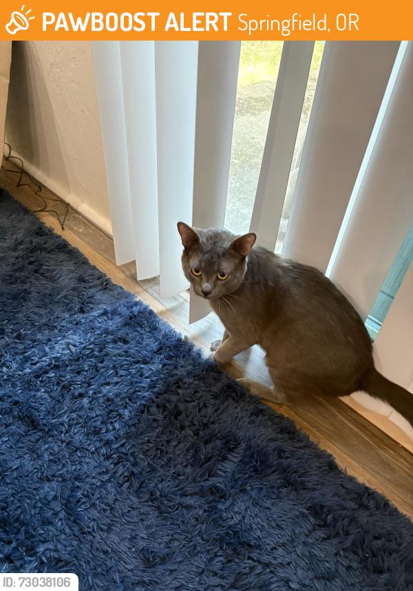 Found/Stray Male Cat last seen B & Pioneer Parkway West, Springfield, OR 97477