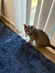 Found/Stray Male Cat last seen B & Pioneer Parkway West, Springfield, OR 97477