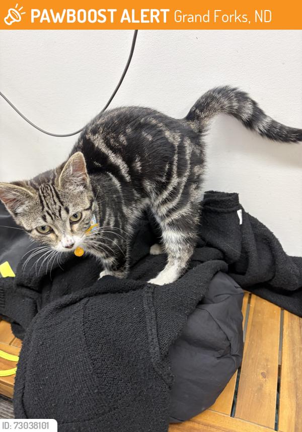 Rehomed Male Cat last seen Menards Grand Forks, Grand Forks, ND 58201