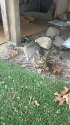 Lost Female Cat last seen Lawrence St , Lowell, MA 01852