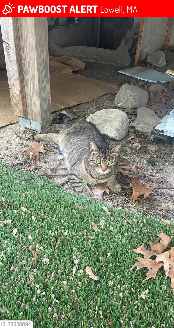 Lost Female Cat last seen Lawrence St , Lowell, MA 01852