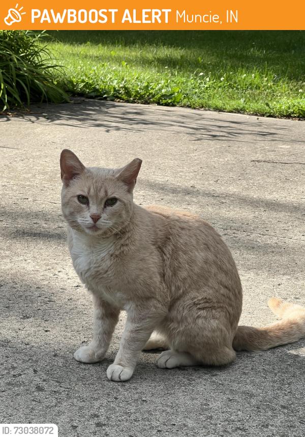 Found/Stray Female Cat last seen Near HW35, Muncie, IN 47302