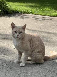 Found/Stray Female Cat last seen Near HW35, Muncie, IN 47302