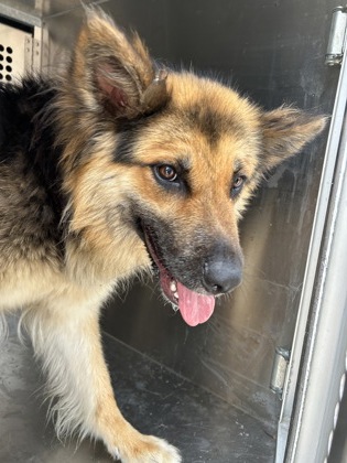 Shelter Stray Female Dog last seen Santa Rita Ct, South District, , 355 Hillshire Dr, Haslet, TX 76052, USA