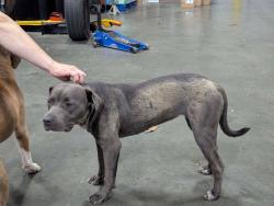 Found/Stray Unknown Dog last seen Raleigh Lagrange and Whitten Rd, Memphis, TN 38133