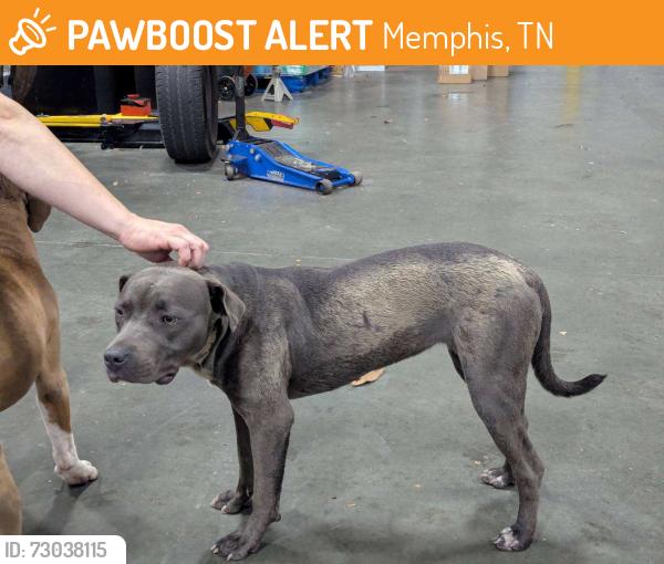 Found/Stray Unknown Dog last seen Raleigh Lagrange and Whitten Rd, Memphis, TN 38133