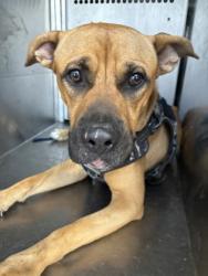 Shelter Stray Male Dog last seen Cypress St and E Presidio St, Central District, , 355 Hillshire Dr, Haslet, TX 76052, USA