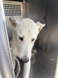 Shelter Stray Male Dog last seen Near E JESSAMINE ST, Central District, , 355 Hillshire Dr, Haslet, TX 76052, USA