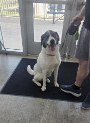 Shelter Stray Male Dog last seen , , TX, 355 Hillshire Dr, Haslet, TX 76052, USA