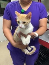 Shelter Stray Female Cat last seen , East District, TX, 355 Hillshire Dr, Haslet, TX 76052, USA