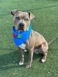Shelter Stray Male Dog last seen E Texas Ave, Bessemer City, NC, 1491 Business Park Ct, Gastonia, NC 28052, USA