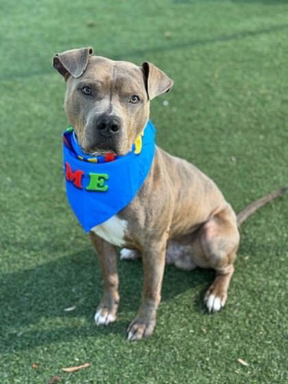 Shelter Stray Male Dog last seen E Texas Ave, Bessemer City, NC, 1491 Business Park Ct, Gastonia, NC 28052, USA