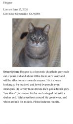 Lost Male Cat last seen Near Country Club apmts , Oceanside, CA 92054