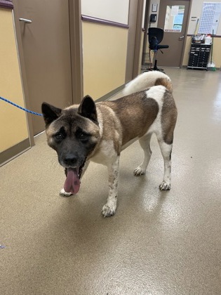 Shelter Stray Female Dog last seen Abandoned at TCAS, Abandoned at the shelter from an u/k location, TX, 1150 E Pleasant Run Rd, Cedar Hill, TX 75104, USA