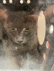 Shelter Stray Male Cat last seen Starling, Desoto, TX, 1150 E Pleasant Run Rd, Cedar Hill, TX 75104, USA