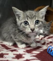 Shelter Stray Male Cat last seen Near Educational Dr., New Bern, NC, 1639 Old Airport Rd, New Bern, NC 28562, USA