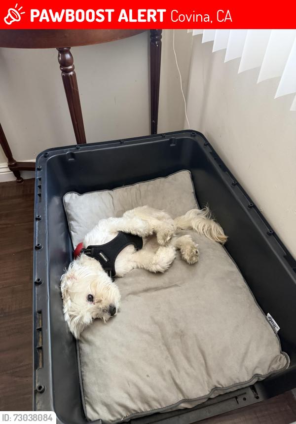 Lost Male Dog last seen San Bernardino and prospero, Covina, CA 91723