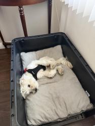 Lost Male Dog last seen San Bernardino and prospero, Covina, CA 91723