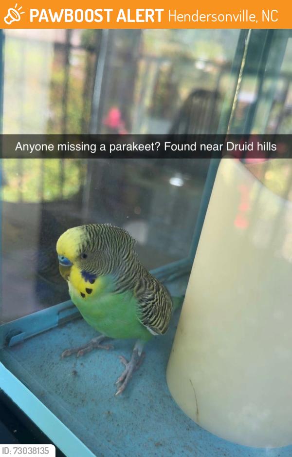 Found/Stray Unknown Bird last seen Kimberly and Ashwood, Hendersonville, NC 28791