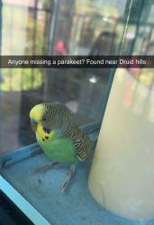 Found/Stray Unknown Bird last seen Kimberly and Ashwood, Hendersonville, NC 28791