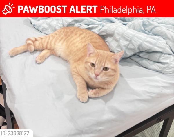 Lost Male Cat last seen Near n front street , Philadelphia, PA 19133