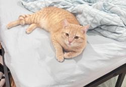Lost Male Cat last seen Near n front street , Philadelphia, PA 19133