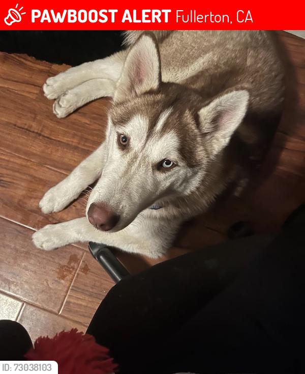 Lost Male Dog last seen Lemon st, commonwealth st, Fullerton, CA 92832