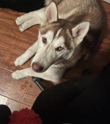 Lost Male Dog last seen Lemon st, commonwealth st, Fullerton, CA 92832