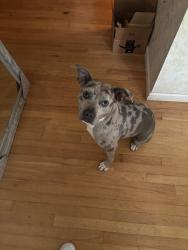 Reunited Male Dog last seen Starlet & Patterson, Florissant, MO 63031