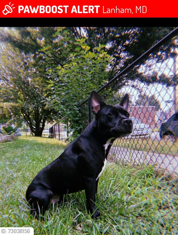 Lost Female Dog last seen Near Walkerton drive , Lanham, MD 20706