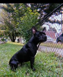 Lost Female Dog last seen Near Walkerton drive , Lanham, MD 20706