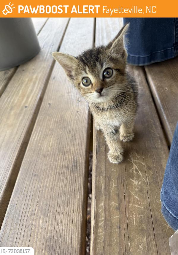 Found/Stray Unknown Cat last seen But nursery, Fayetteville, NC 28306