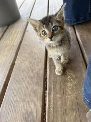 Found/Stray Unknown Cat last seen But nursery, Fayetteville, NC 28306