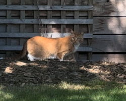 Found/Stray Unknown Cat last seen Corliss and Roosevelt, 98133, Seattle, WA 98133