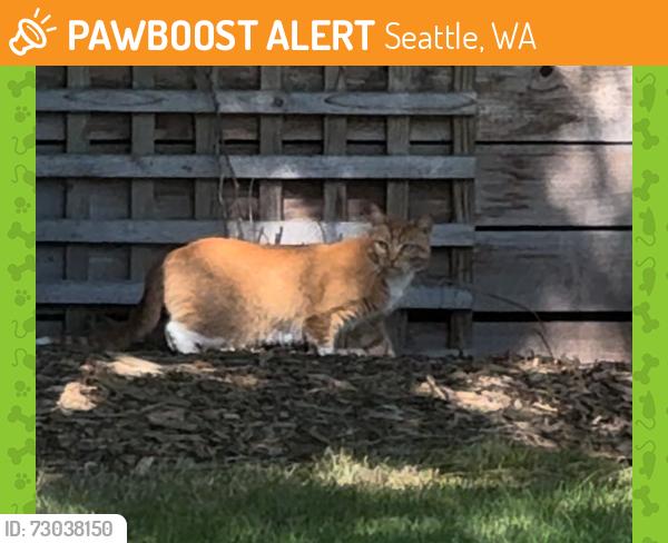 Found/Stray Unknown Cat last seen Corliss and Roosevelt, 98133, Seattle, WA 98133