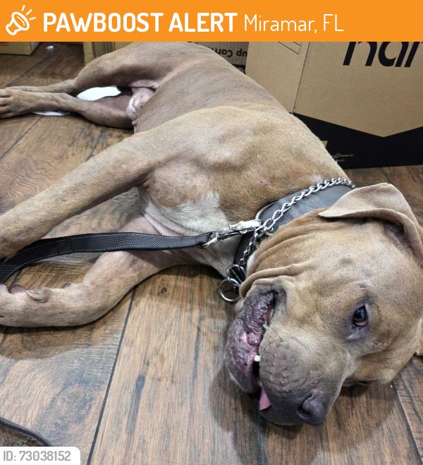Found/Stray Male Dog last seen SR 441 and SW 61 Ave, Miramar, FL 33023