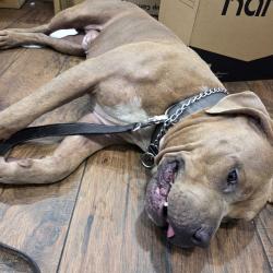 Found/Stray Male Dog last seen SR 441 and SW 61 Ave, Miramar, FL 33023