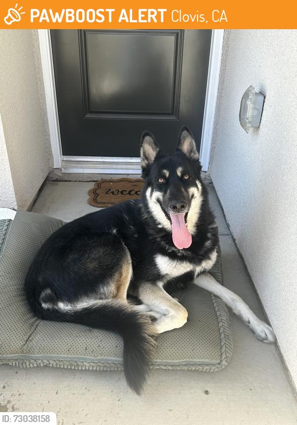 Found/Stray Male Dog last seen Sussex ave, clovis, Clovis, CA 93613