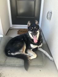 Found/Stray Male Dog last seen Sussex ave, clovis, Clovis, CA 93613