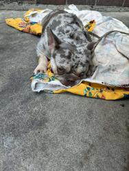 Found/Stray Female Dog last seen Pico & Olive LOS ANGELES CA, Los Angeles, CA 90015