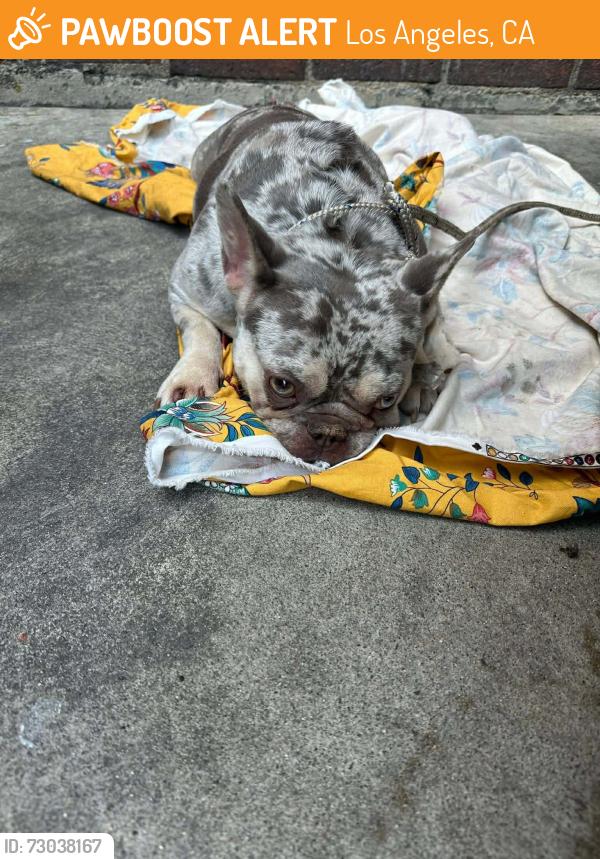 Found/Stray Female Dog last seen Pico & Olive LOS ANGELES CA, Los Angeles, CA 90015