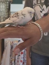 Found/Stray Unknown Bird last seen Ellis Middle School, Elgin, IL 60120