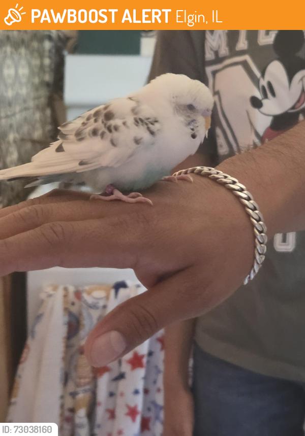 Found/Stray Unknown Bird last seen Ellis Middle School, Elgin, IL 60120
