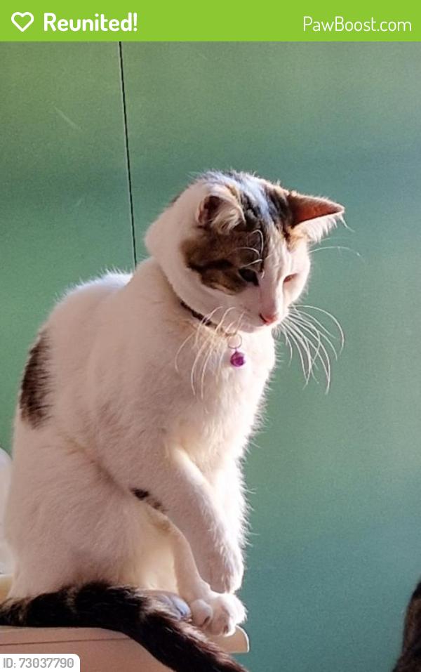 Reunited Male Cat last seen Pearl street, Cardiff, Wales CF24
