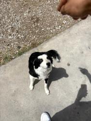 Reunited Female Dog last seen Ysleta High school, El Paso, TX 79907