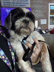 Shelter Stray Male Dog last seen hospital/cooley road, WATERFORD, MI, 48327, 1200 N Telegraph Building 42E, Pontiac, MI 48340, USA