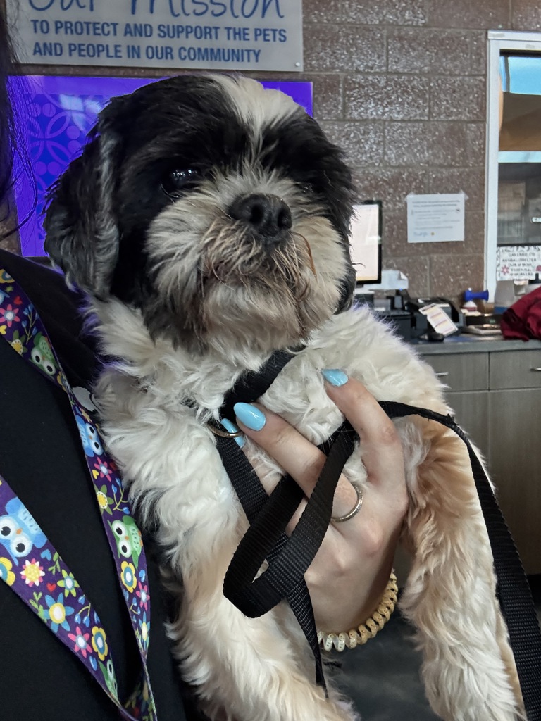 Shelter Stray Male Dog last seen hospital/cooley road, WATERFORD, MI, 48327, 1200 N Telegraph Building 42E, Pontiac, MI 48340, USA