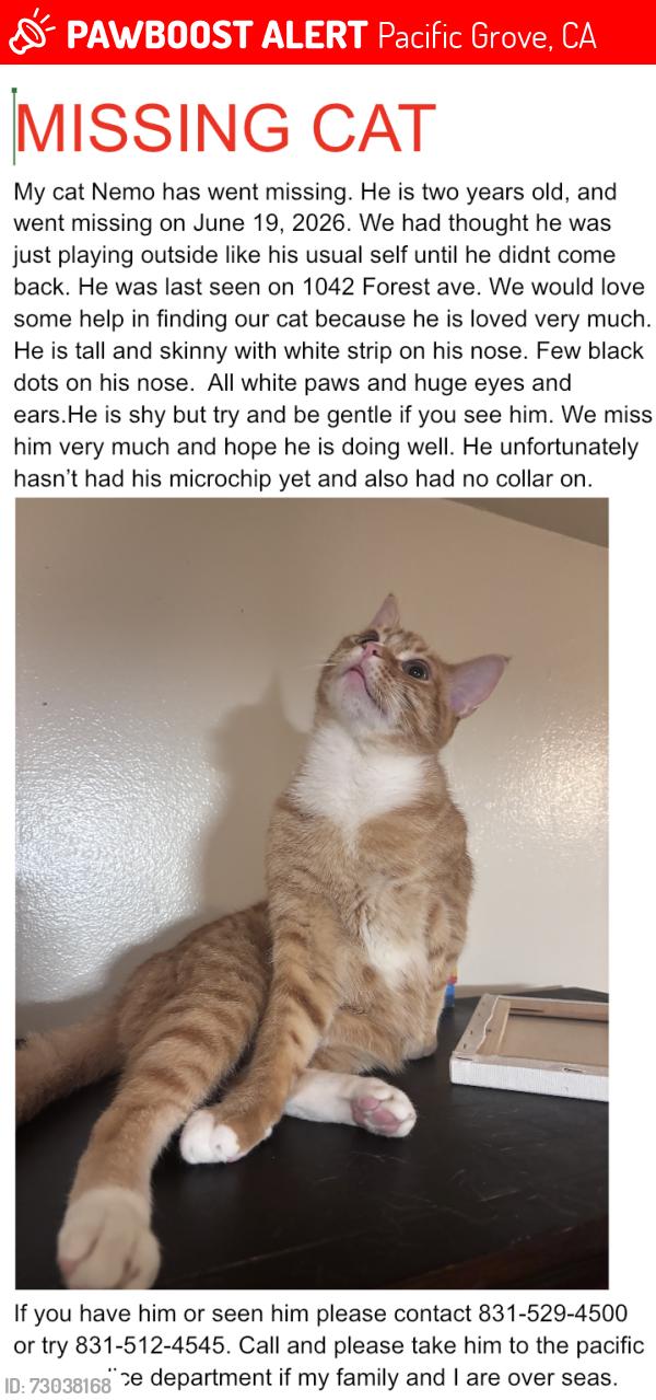 Lost Male Cat last seen Near pacific grove highschool, Pacific Grove, CA 93950
