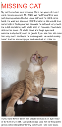 Lost Male Cat last seen Near pacific grove highschool, Pacific Grove, CA 93950